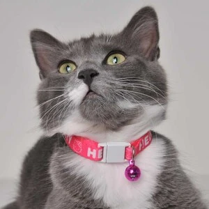 Hello Kitty Boyun Tasması 1 Cm Fuşya Beyaz - 4