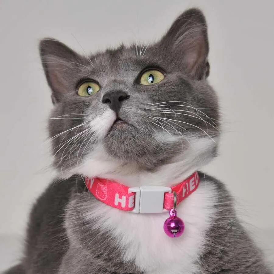 Hello Kitty Boyun Tasması 1 Cm Fuşya Beyaz - 4