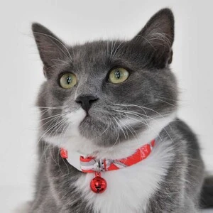 Bugs Bunny Kedi Boyun Tasması 1 Cm Kırmızı - 4