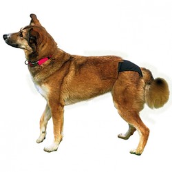 Trixie Hijyenik Köpek Külodu XL 60–70 cm, Siyah - 2