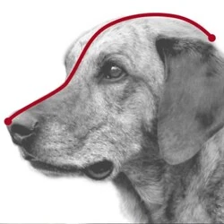 Trixie Köpek Plastik Ağızlık XL 35 Cm - 3