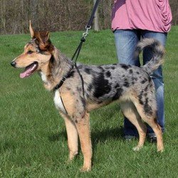 Trixie Köpek Yürüme Eğitim Tasması M33-47cm 25mm