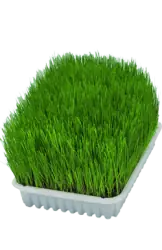 Trixie Kedi Çimi 100 GR - 2