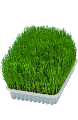 Trixie Kedi Çimi 100 GR - 2