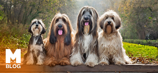 Tüylü Köpek Cinsleri