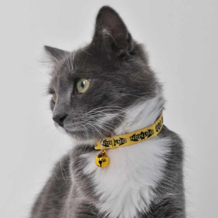 Batman Kedi Boyun Tasması 1 Cm Sarı - 4