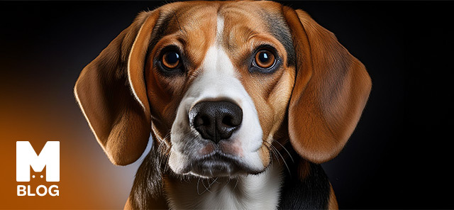 Uzun Kulaklı Köpek Irkları Nelerdir?