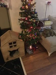 Woofy Catsy 17-A Kedi Evi - 2