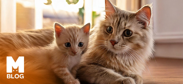 Yavru Kedi Annesinden Ne Zaman Ayrılır?