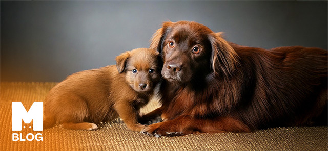 Yavru Köpek Annesinden Ne Zaman Ayrılmalı?