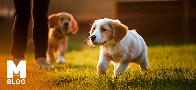 Yavru Köpek Nasıl Eğitilir?