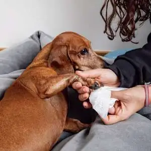 Zozo Hijyenik Pati Temizleme Mendili - 250 Adet - 6