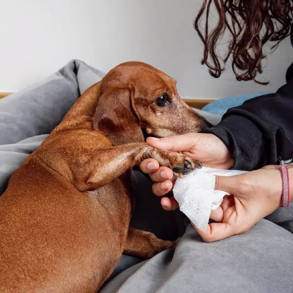 Zozo Hijyenik Pati Temizleme Mendili - 250 Adet - 6