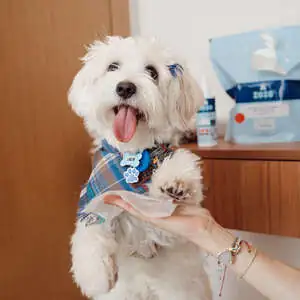 Zozo Hijyenik Pati Temizleme Mendili - 250 Adet - 8