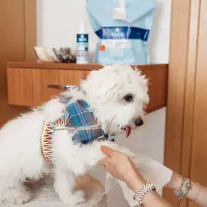 Zozo Hijyenik Pati Temizleme Mendili - 250 Adet - 9